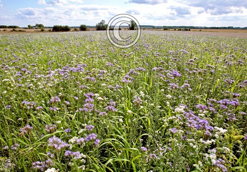 Mixed Game Crop 2 DM0043